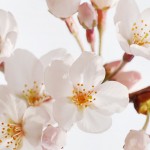 学年会費入金の報告34／田川市丸山公園の桜（8）～田川地域情報